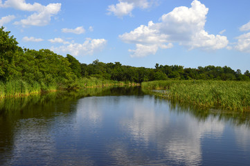 Fototapeta na wymiar Southern Swamps