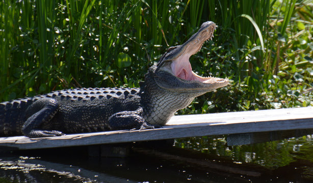 Alligator