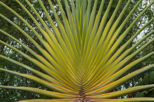Feuille Ravinal Ravinala Images – Parcourir 2,402 le catalogue de photos, vecteurs et ...