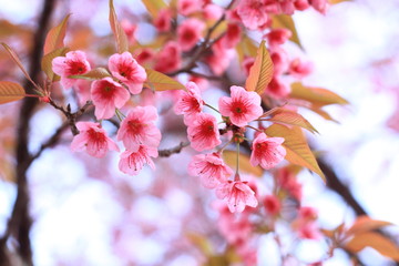 pink cherry flowers blossom on branch against Blur background