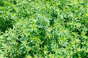 Alfalfa Leaves
