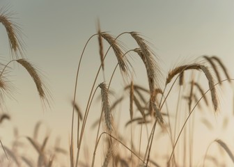 Колоски злаков