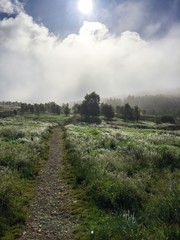 misty morning stroll