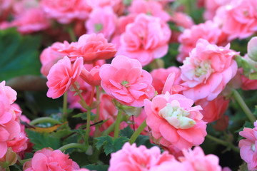 Beautiful background of flowers big begonias