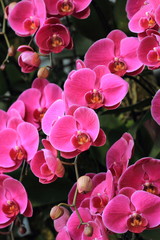 Pink Orchids
