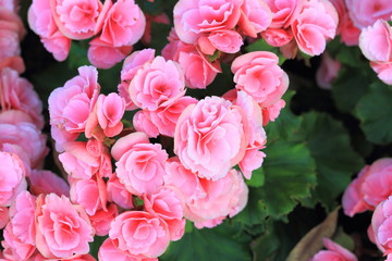 Beautiful background of flowers big begonias