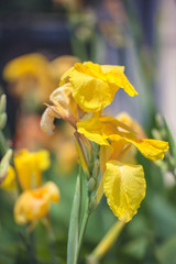Canna lilly