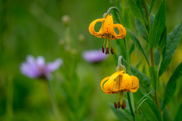Columbia Lily aka Tiger Lily in the High Alpine Mountains of British Columbia