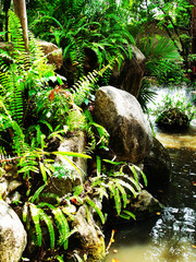 Rocks and ferns