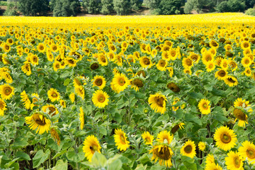 Obraz premium Field of sunflowers / Field of many sunflowers