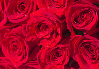  	  Buds of red roses with water drops on petals.