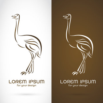 Vector image of a ostrich design on white background and brown b