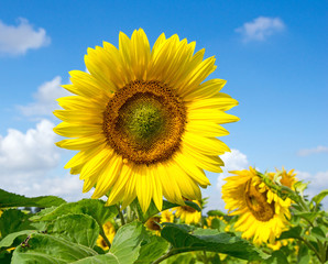 Field of sunflowers / Field of sunflowers and blue sky with clouds