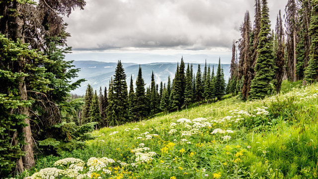 Fototapeta Hiking through the Wild Flowers in the High Alpine of Tod Mountain in the Sushwap Highlands and part of the Sun Peaks ski resort in central British Columbia