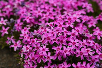 Fototapeta premium Pinkmoss