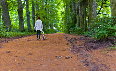 Fototapeta premium woman with beagle walking in the park
