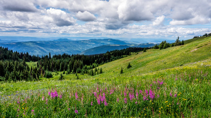 Hiking through the Wild Flowers in the High Alpine of Tod Mountain in the Sushwap Highlands and part of the Sun Peaks ski resort in central British Columbia