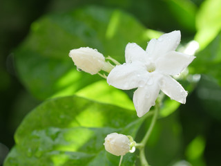 White Jasmine flower blooming in the morning