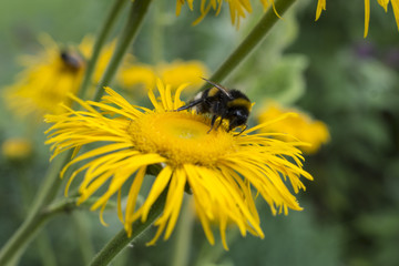 Hummel