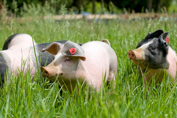 Glückliche Schweinchen
