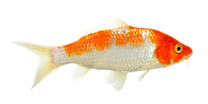 Koi fish isolated on the white background