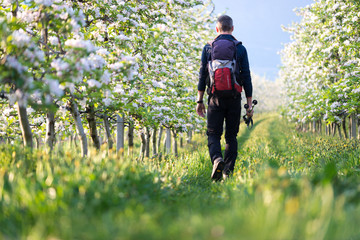 Wanderer inmitten der Apfelblüte