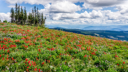 Hiking through the Wild Flowers in the High Alpine of Tod Mountain in the Sushwap Highlands and part of the Sun Peaks ski resort in central British Columbia