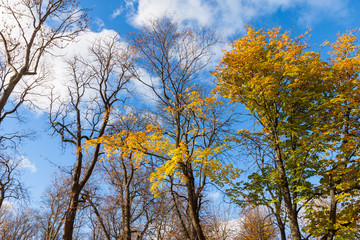 fall leaves trees