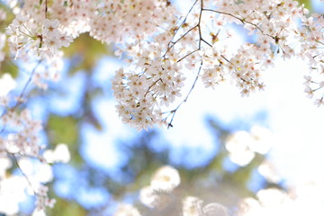 桜　ふんわり　綺麗　輝く