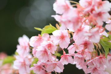 桜　ピンク　たくさん