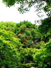 花咲くベニバナトチノキ