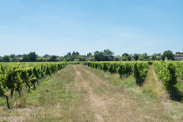 Fototapeta na wymiar Vineyard for Bordeaux's red wine