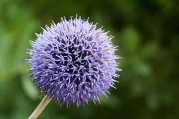 Kugeldistel