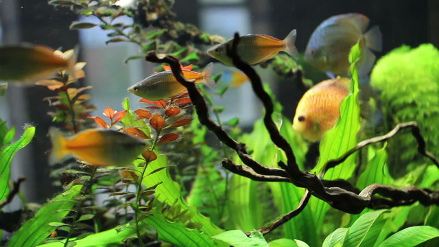 medium shot of goldfish