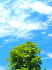 青空と雲と落羽松
