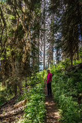 Obraz premium A woman hiking through the forest on Tod Mountain in the Sushwap Highlands and part of the Sun Peaks ski resort in central British Columbia