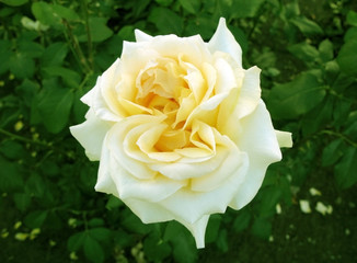 Beautiful  rose in a garden