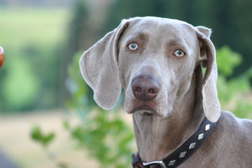 Weimaraner