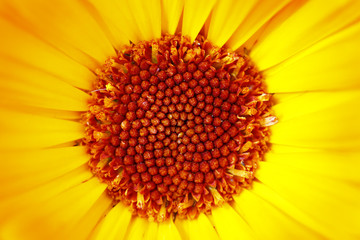 Detail Of The Bloom Of Marigold