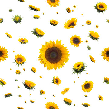 repeatable, wet sunflowers, after the rain, pattern, isolated on absolute white