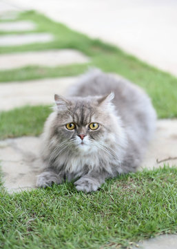 Persian cat