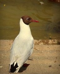 Möwe