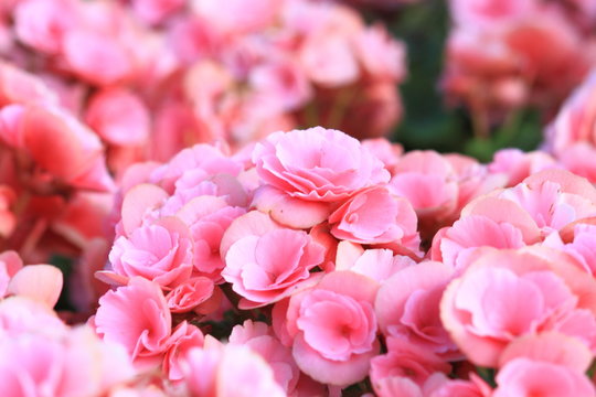 Fototapeta Beautiful background of flowers big begonias