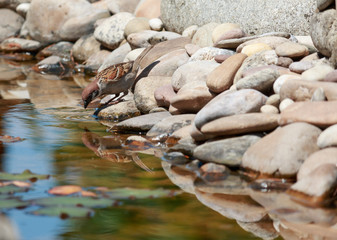 Sparrow in our beautiful garden