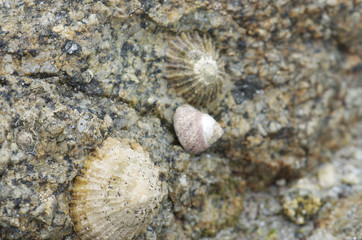 coquillage plage en bretagne
