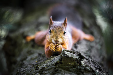 Écureuil sur arbre mangeant des noix