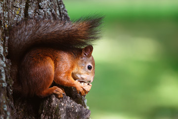 Squirrel eating walnut on tree