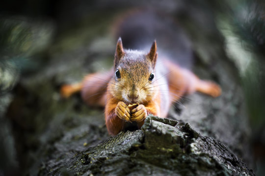 Squirrel on tree eating nut