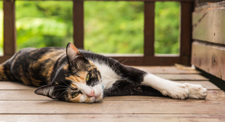 Cat sleeping on a wooden floor.