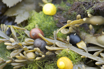 Algues en Bretagne